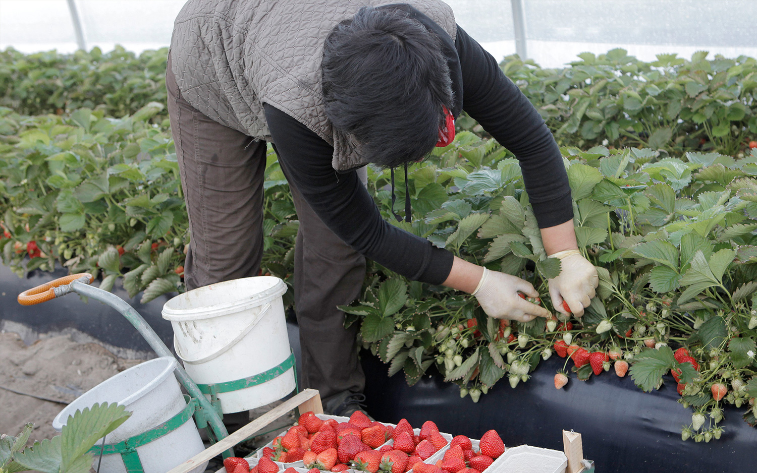 Schmidt's Erdebeeren Ernte