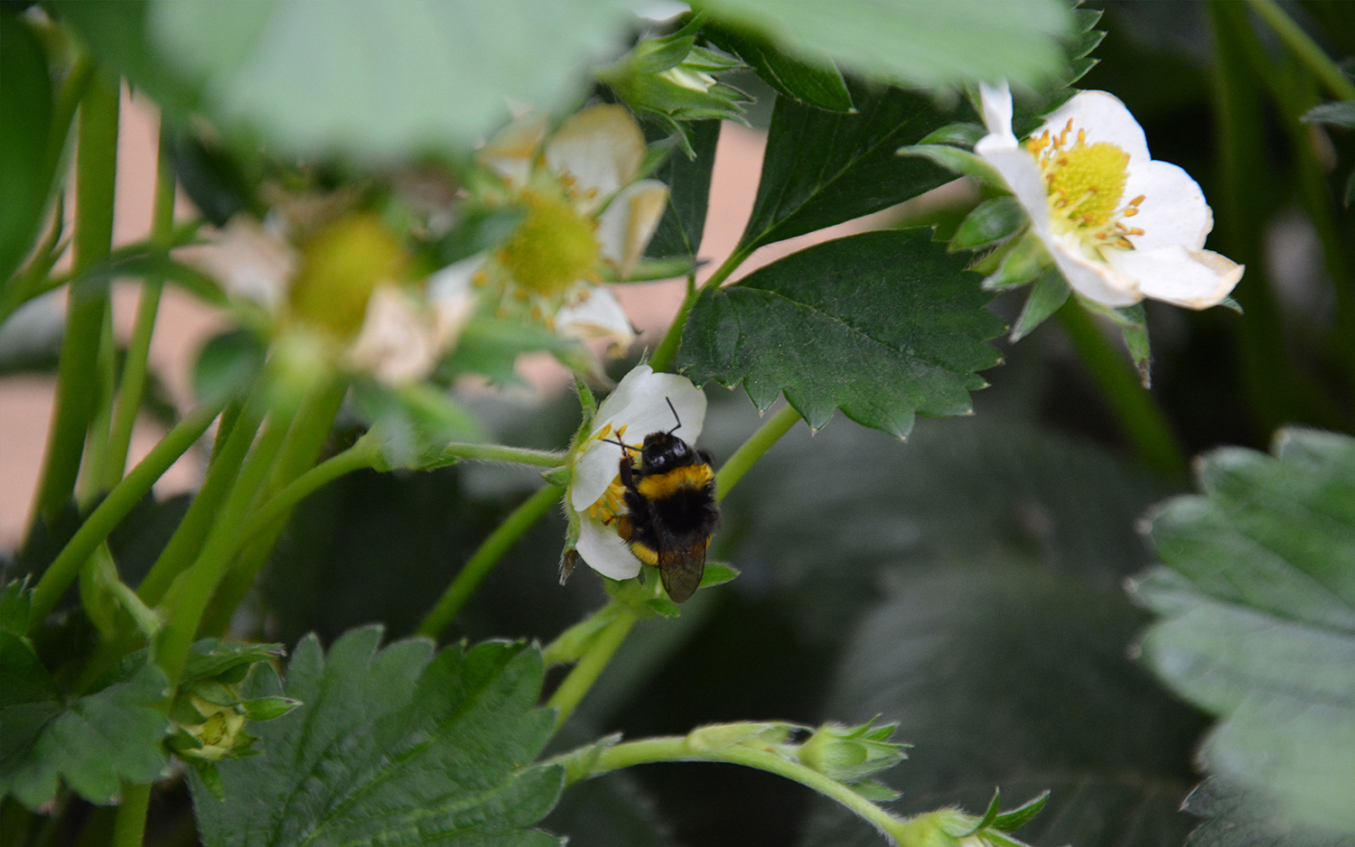 Schmidt's Erdebeeren Bestäubung durch Biene